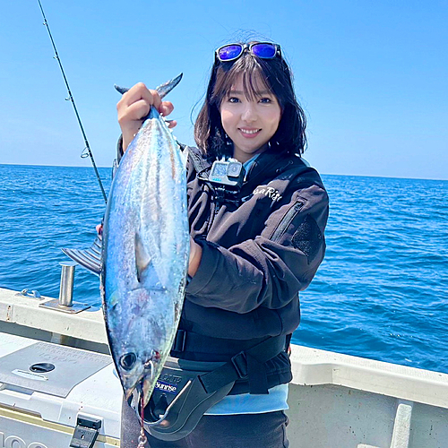 カツオの釣果