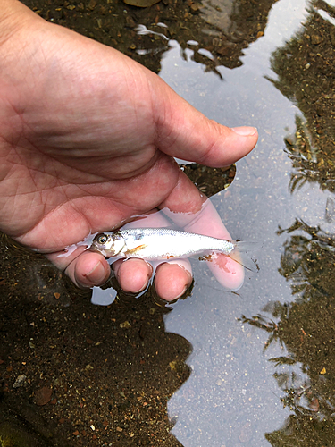 オイカワの釣果