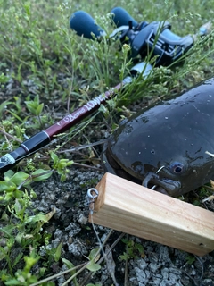 ナマズの釣果