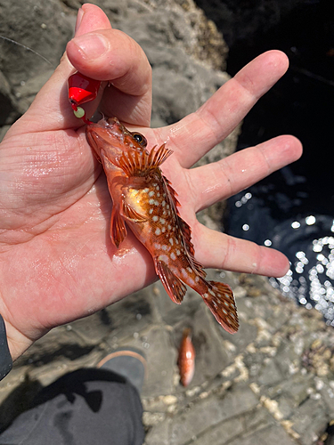 アラカブの釣果