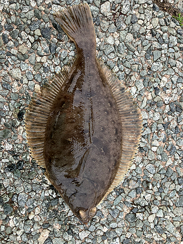 カレイの釣果