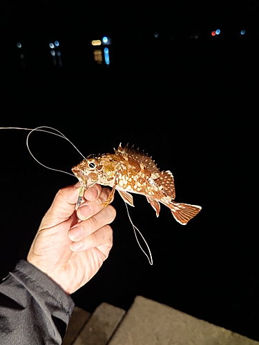 メバルの釣果