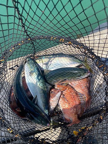 タイの釣果