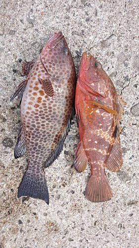 オオモンハタの釣果