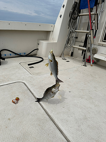 イサキの釣果