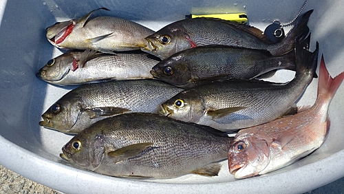 イサキの釣果