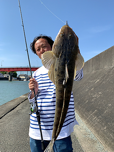 マゴチの釣果