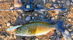 スモールマウスバスの釣果