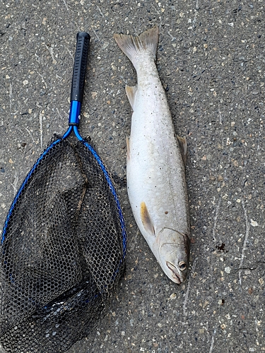 アメマスの釣果