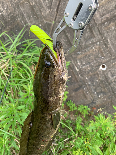 ライギョの釣果