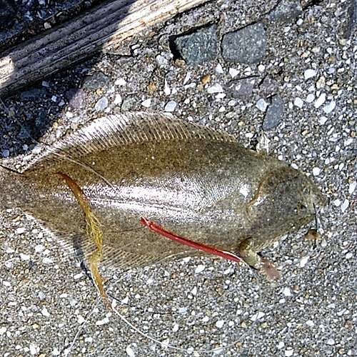 カレイの釣果