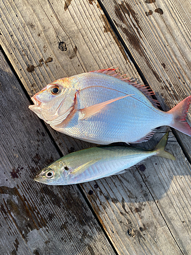 タイの釣果