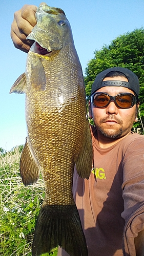 スモールマウスバスの釣果