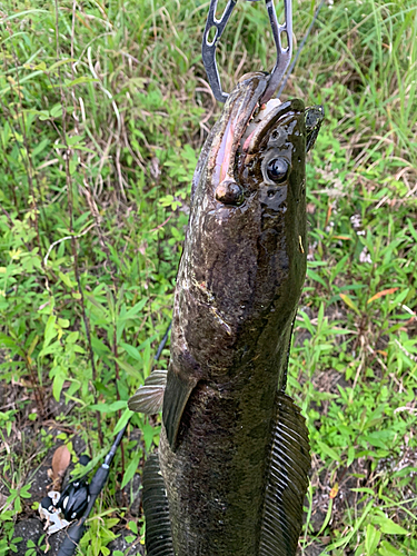 ライギョの釣果