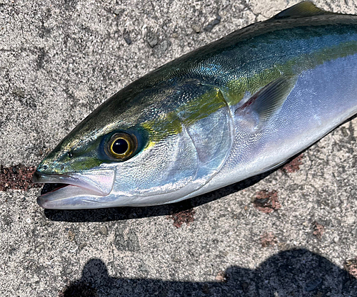 ハマチの釣果