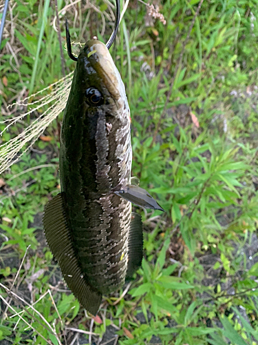 ライギョの釣果