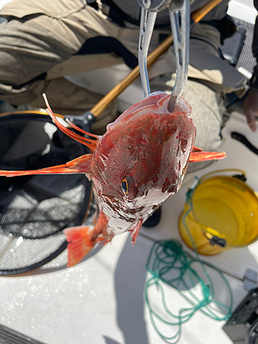 ホウボウの釣果