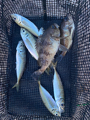 アジの釣果