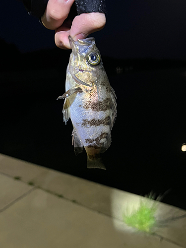 シロメバルの釣果