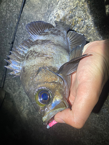 シロメバルの釣果