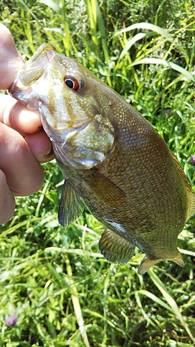 スモールマウスバスの釣果