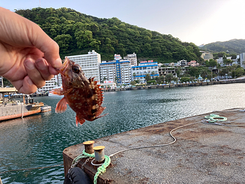 カサゴの釣果