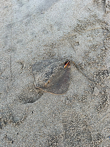 エイの釣果