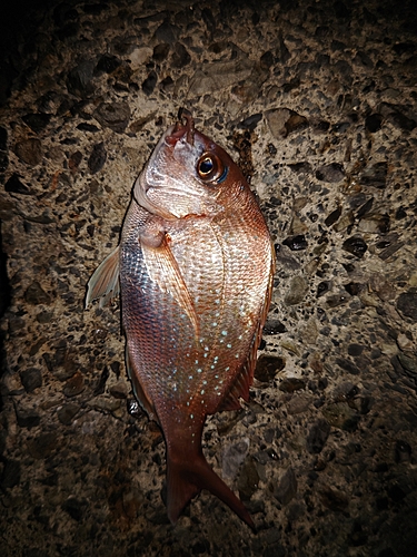 マダイの釣果