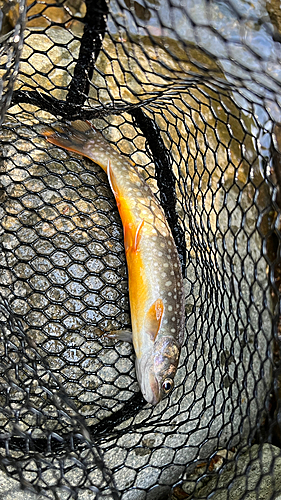 イワナの釣果