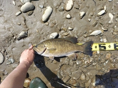 スモールマウスバスの釣果