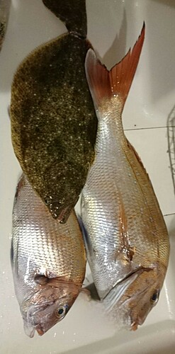 タイの釣果