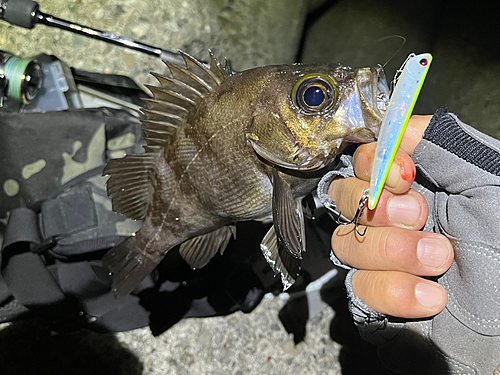 メバルの釣果