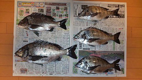 クロダイの釣果