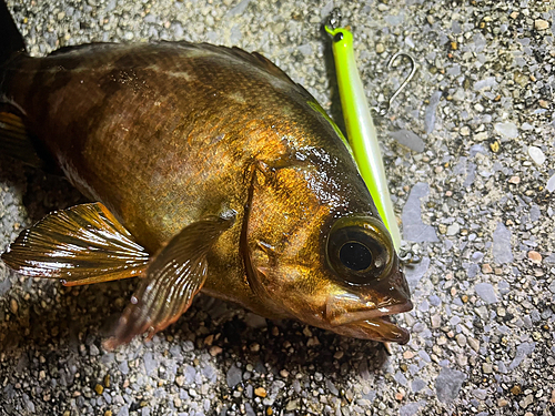 メバルの釣果