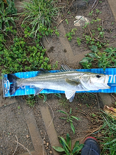 セイゴ（マルスズキ）の釣果