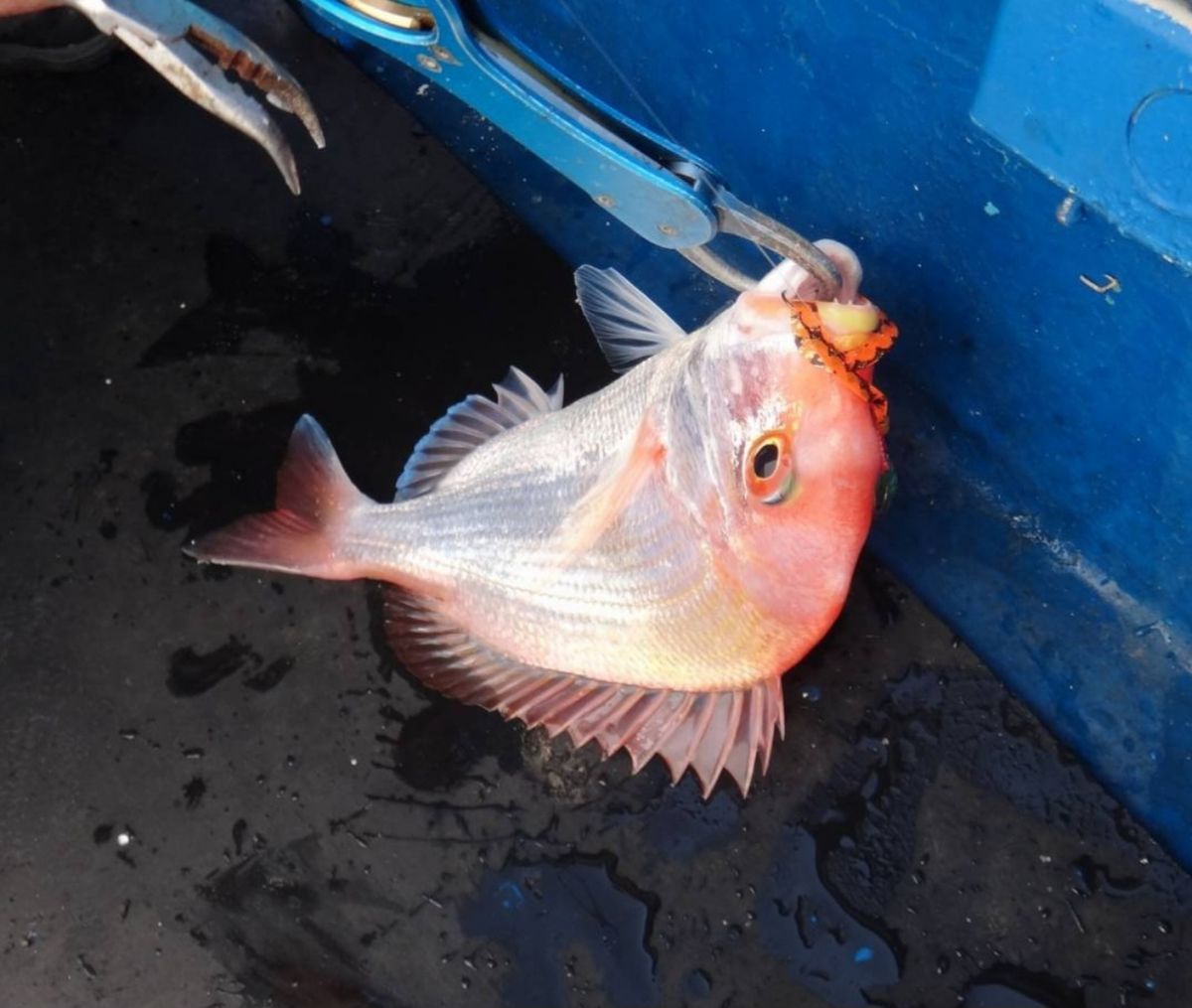 かわぐーさんの釣果 2枚目の画像