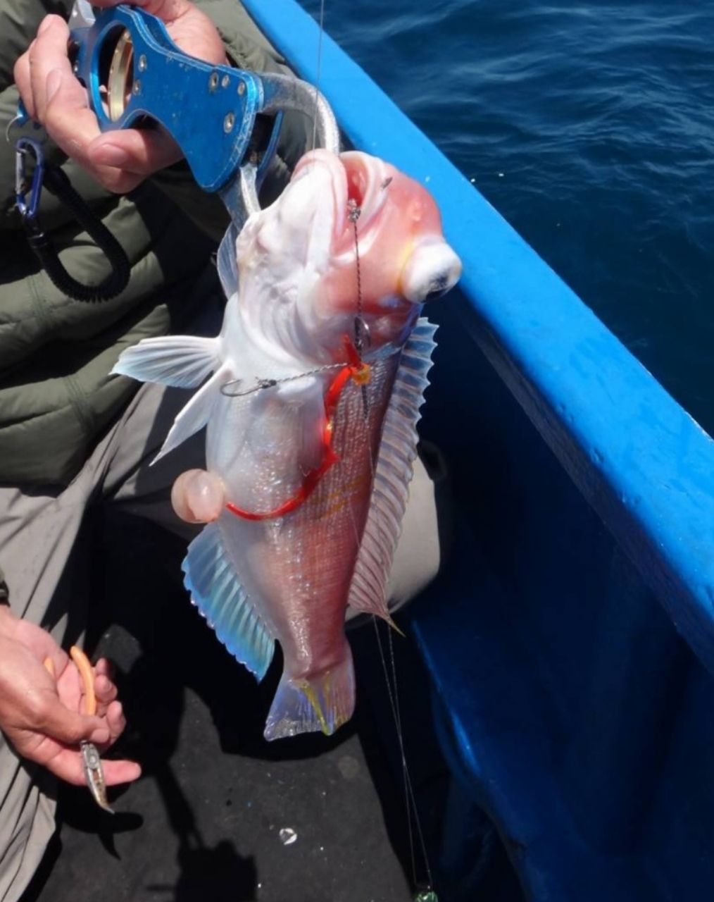 かわぐーさんの釣果 3枚目の画像