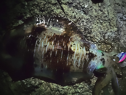 シロメバルの釣果