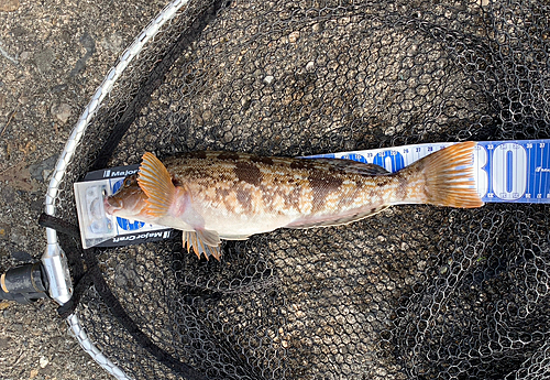 アイナメの釣果