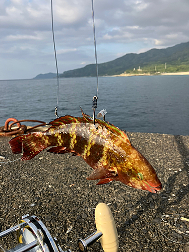 オビブダイの釣果