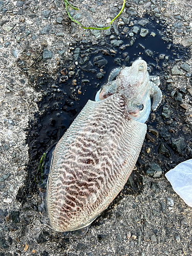 コウイカの釣果