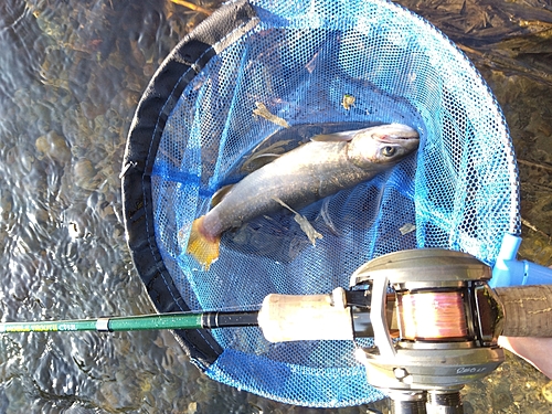 イワナの釣果