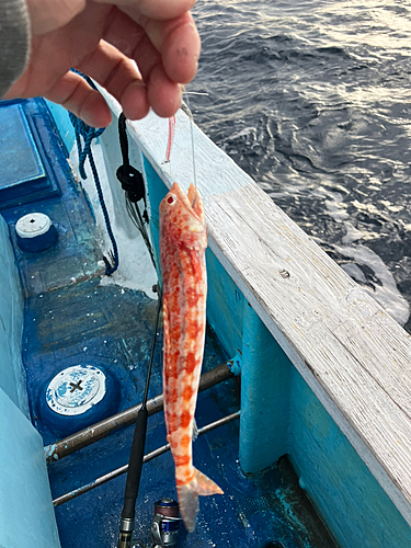 ヒトスジエソの釣果