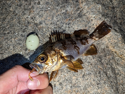 メバルの釣果