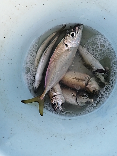 アジの釣果