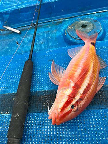 オキナヒメジの釣果