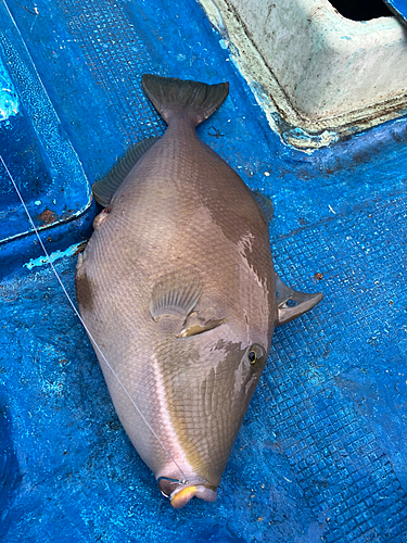 メガネハギの釣果