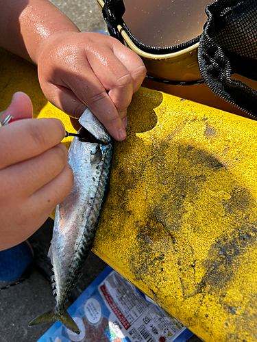 サバの釣果