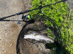 セイゴ（マルスズキ）の釣果