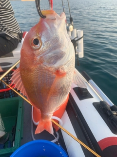 レンコダイの釣果